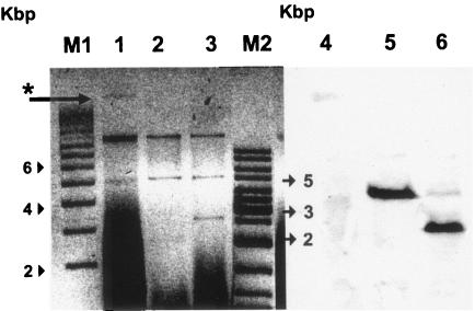 FIG. 1.