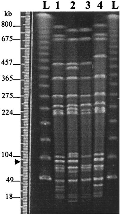 FIG. 3.