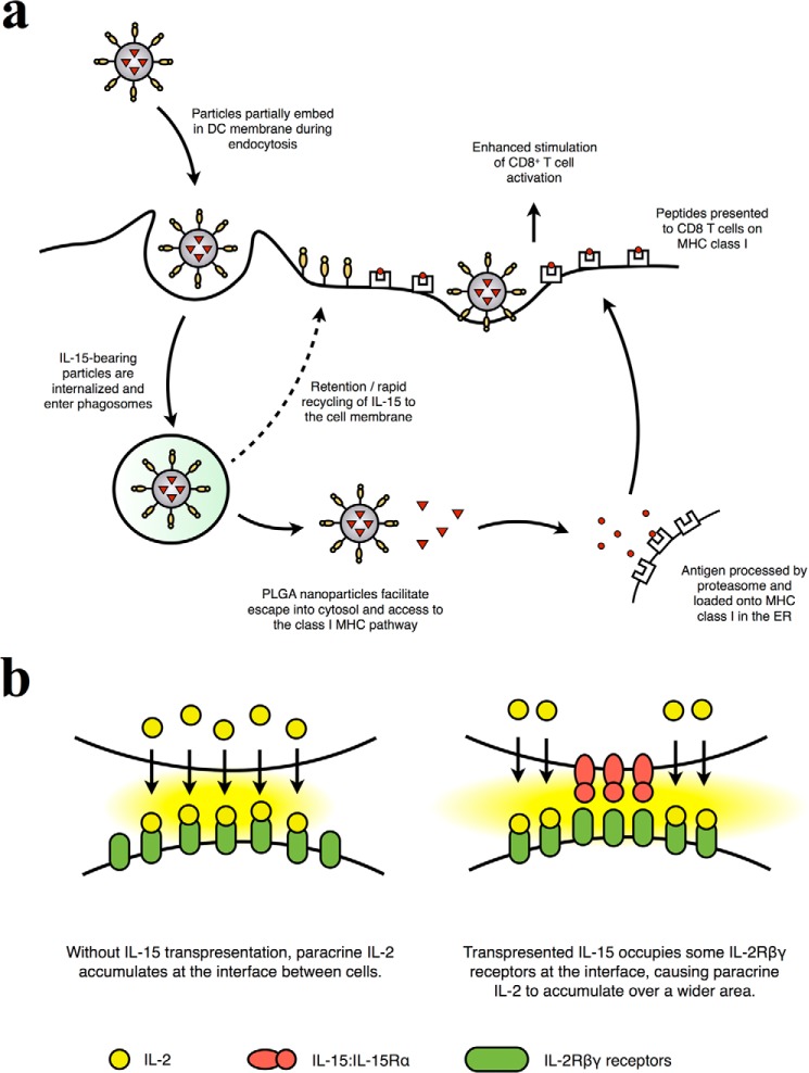 FIGURE 11.