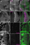 Figure 3—figure supplement 2.