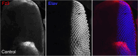 Figure 4—figure supplement 1.