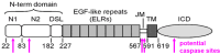 Figure 7—figure supplement 1.
