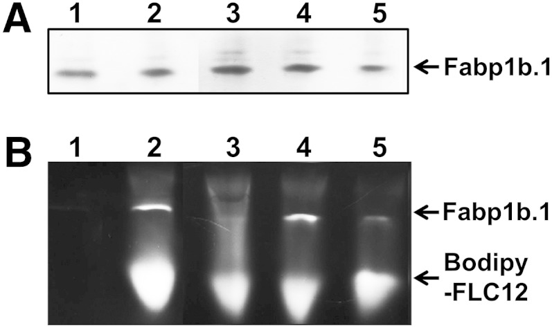 Fig. 8.