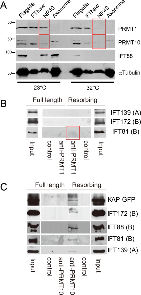 FIGURE 7: