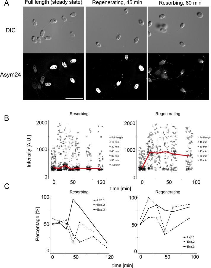 FIGURE 9: