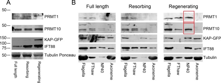 FIGURE 5: