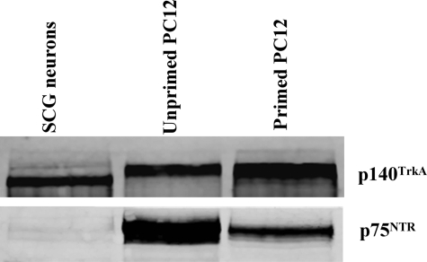 FIGURE 10.