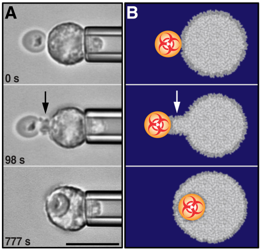 Fig. 5.