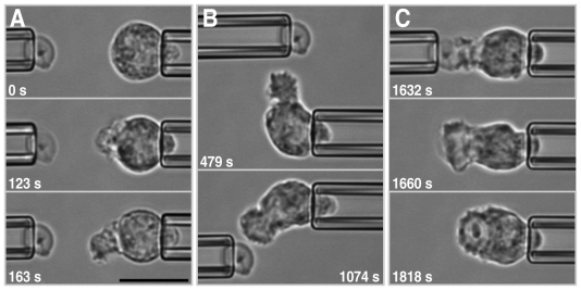 Fig. 2.