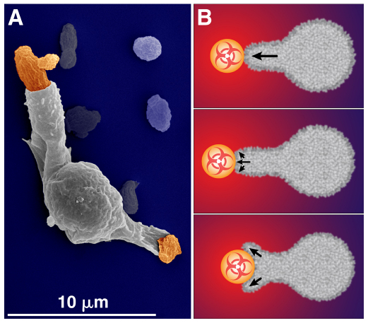 Fig. 4.