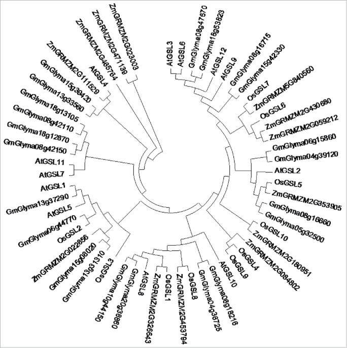 Callose synthesis during reproductive development in monocotyledonous ...