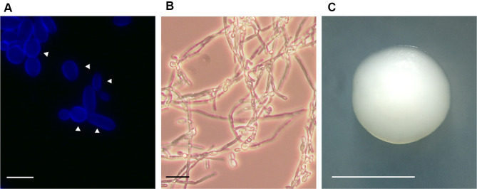 Current Aspects in the Biology, Pathogeny, and Treatment of Candida ...