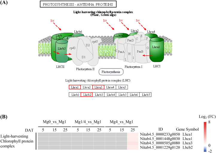 Figure 5