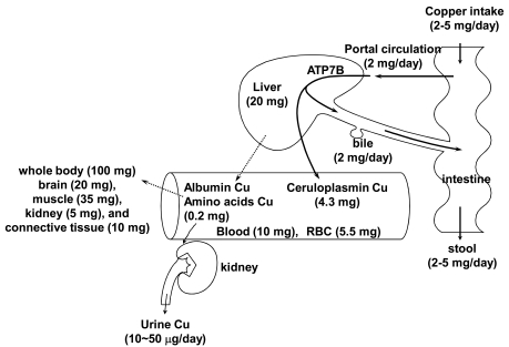 Fig. (1)