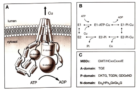 Fig. (4)