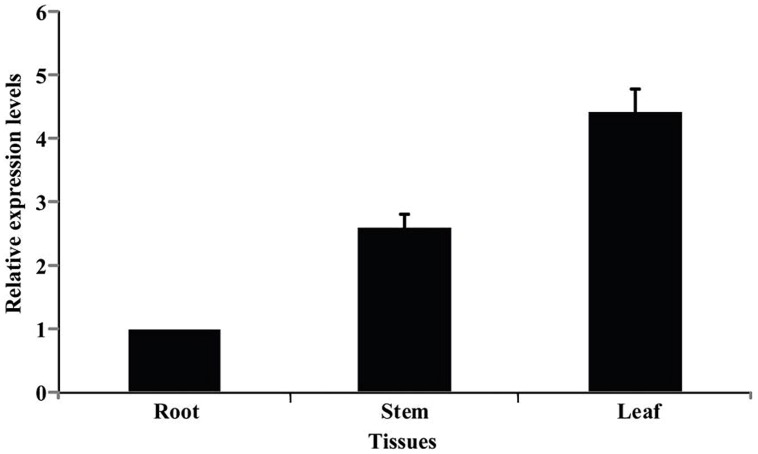 FIGURE 4