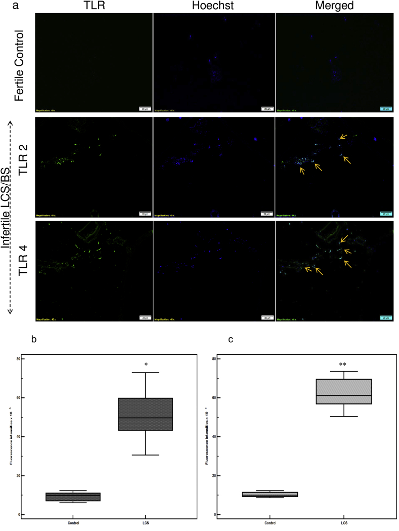 Fig. 4