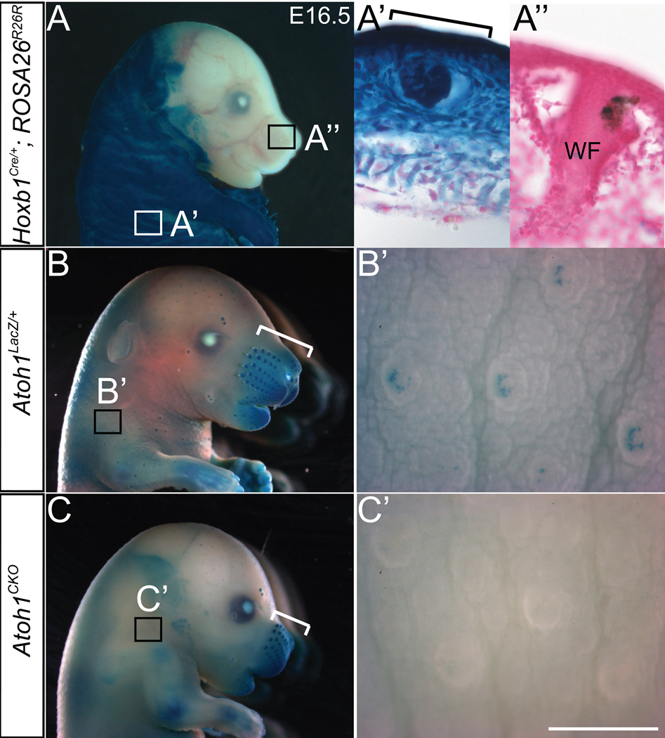 Fig. 1