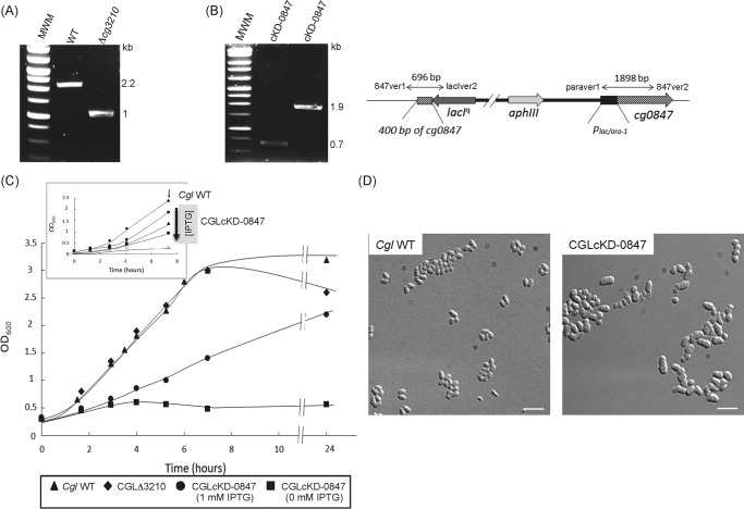 FIGURE 4.