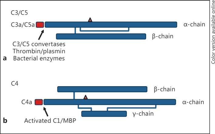 C4a: An Anaphylatoxin in Name Only - PMC