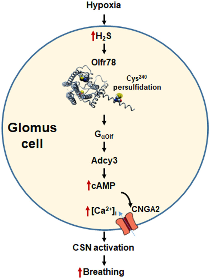 Fig. 10.