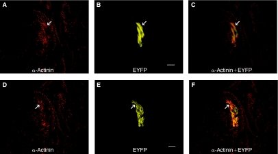 FIG. 6.