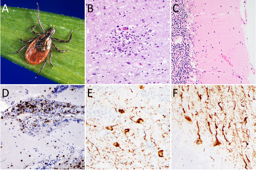 Figure 2: