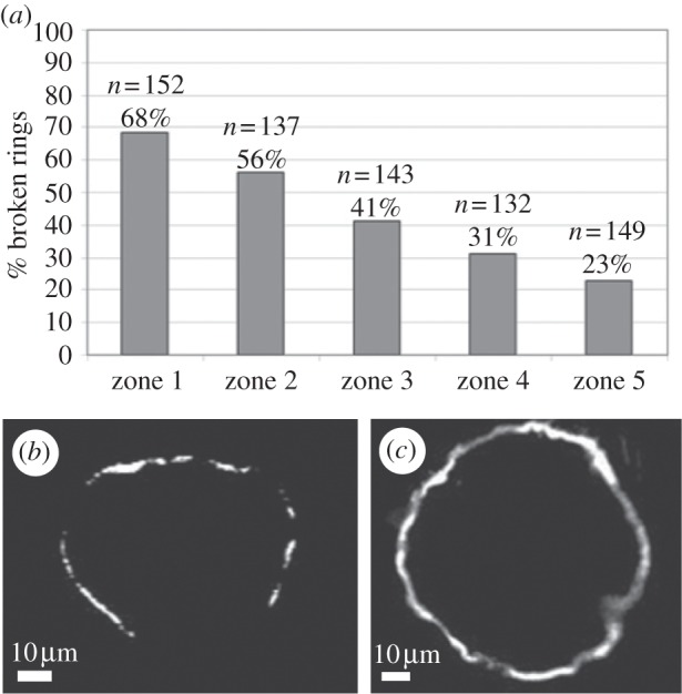 Figure 5.