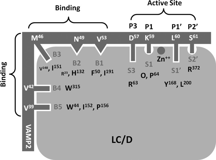 FIGURE 4.