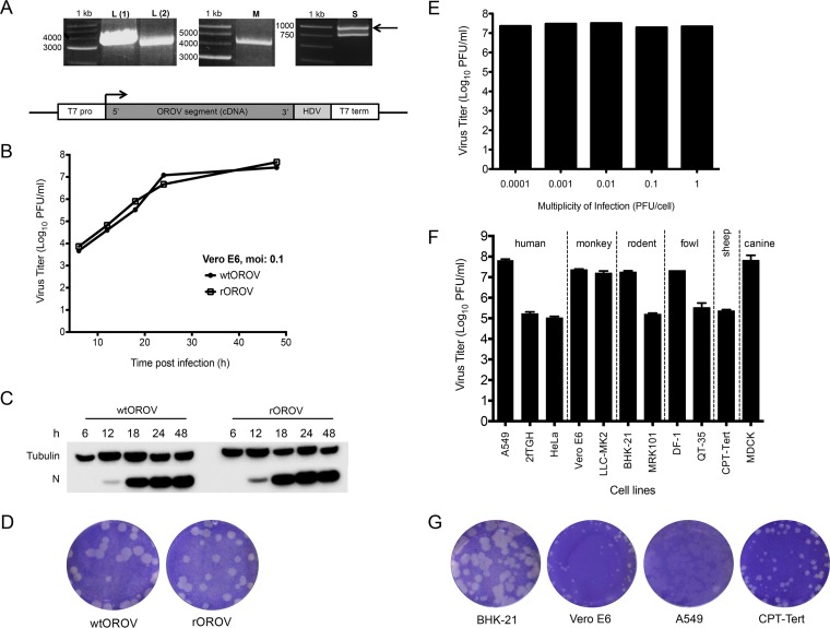 FIG 1