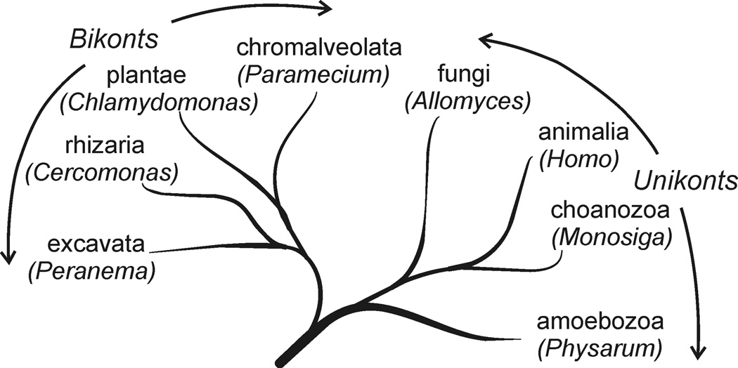 The evolution of eukaryotic cilia and flagella as motile and sensory ...