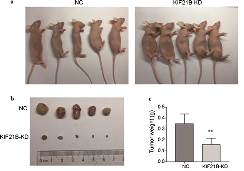 Fig. 6