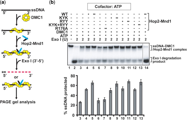 Figure 4.