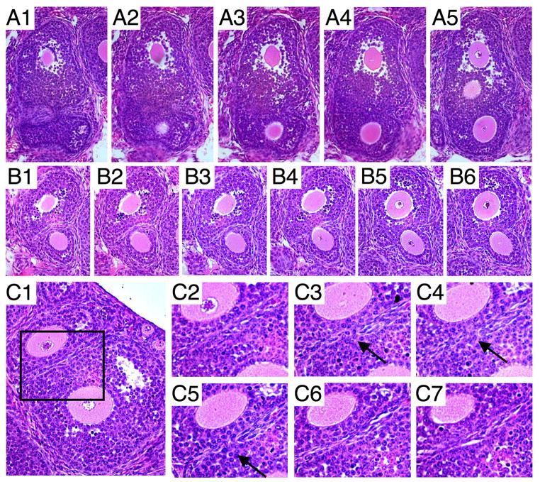 Fig. 7