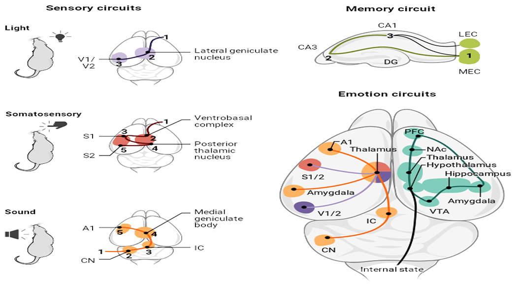 Learning from sensory and memory circuits