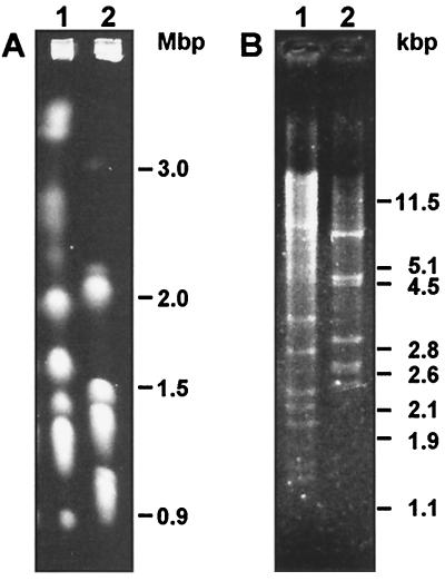 FIG. 2.