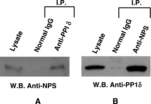 Fig. 5