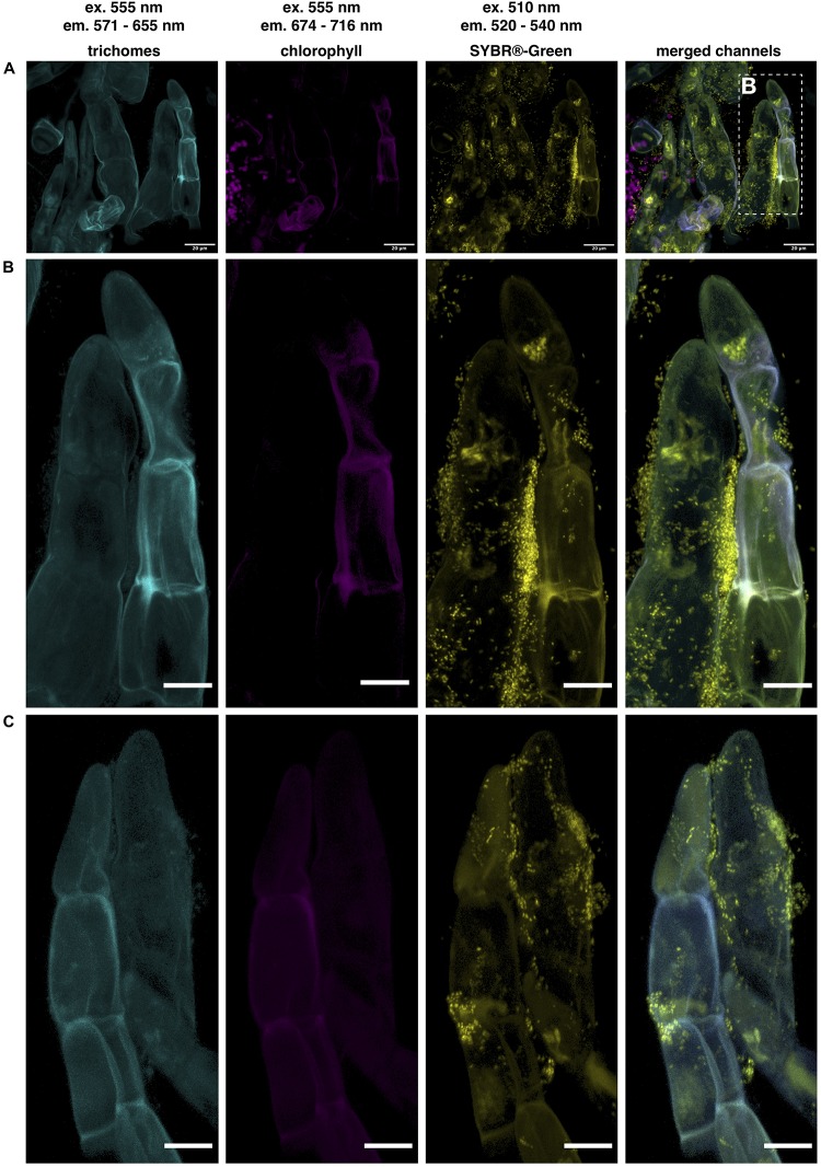 FIGURE 2