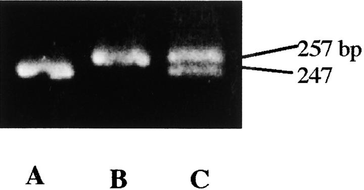 Figure 2.—