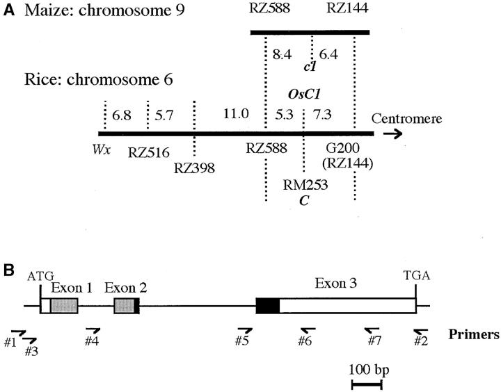 Figure 1.—