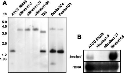 FIG. 8.