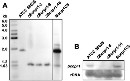 FIG. 5.