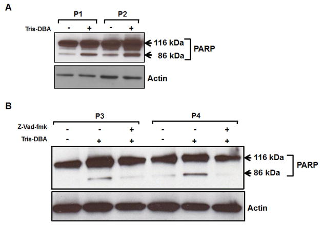 Figure 2A and B