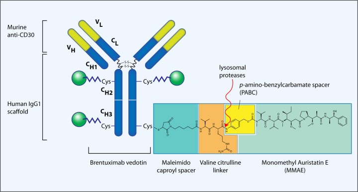 Safety and efficacy of brentuximab vedotin in patients with Hodgkin ...