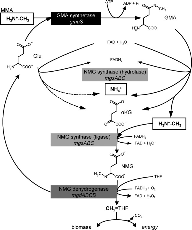 FIG 1