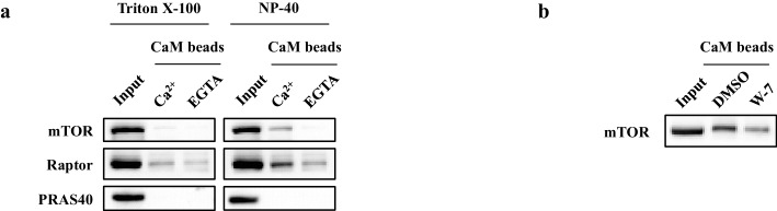 Figure 4—figure supplement 2.