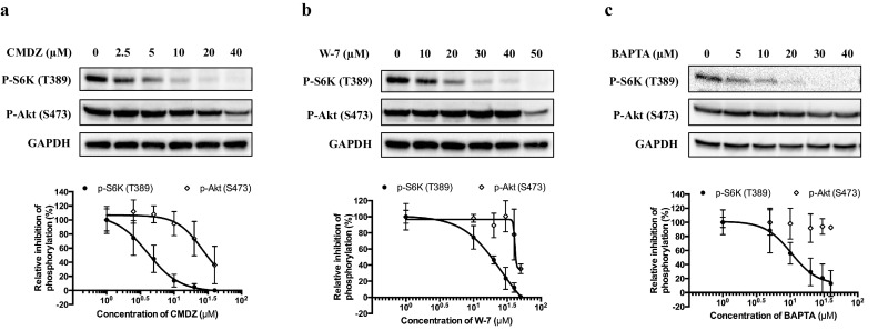 Figure 3—figure supplement 1.