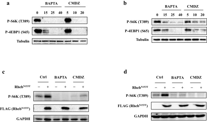 Figure 3—figure supplement 2.