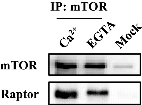 Figure 4—figure supplement 3.