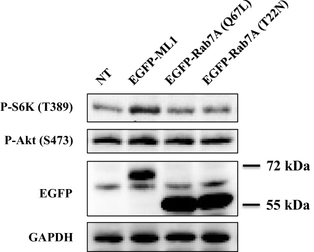 Figure 2—figure supplement 2.